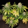 Семена конопли Banana Blaze® от Dutch Passion